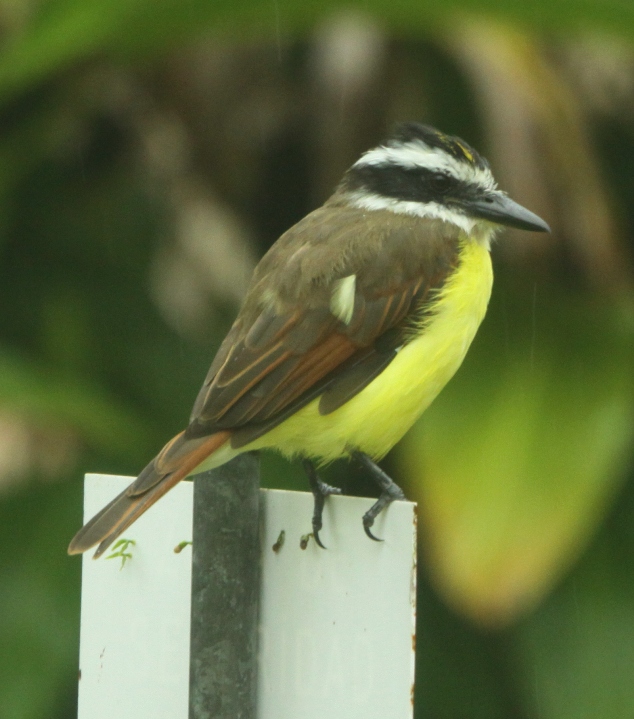 kiskadee